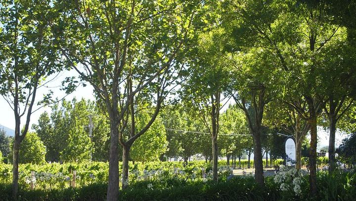 Marlborough Wine Tour from the Port of Picton for Cruise Passengers, 4-5 Hours (2/10)