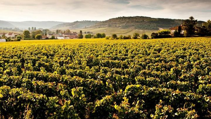Luxury Burgundy Wine Tour by Mercedes with Private Tastings of the Region's Greatest Wines (2/10)
