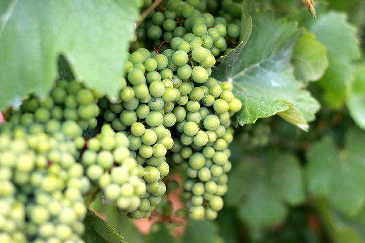 All-Inclusive Private Champagne Day from Paris: Vineyard-Owner Guide, Montagne de Reims (7/12)