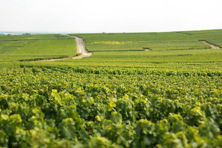 All-Inclusive Private Champagne Day from Paris: Vineyard-Owner Guide, Montagne de Reims (9/12)