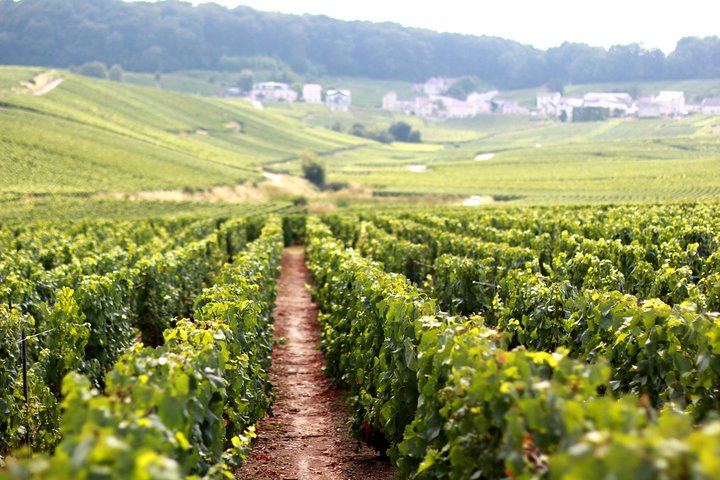 All-Inclusive Private Champagne Day from Paris: Vineyard-Owner Guide, Montagne de Reims (5/12)