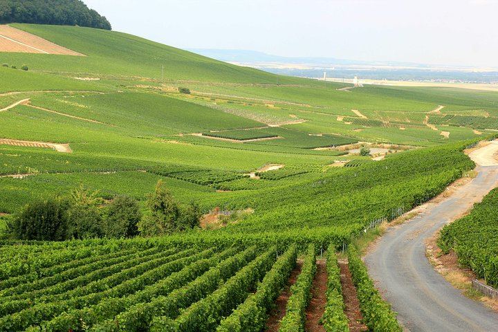 All-Inclusive Private Champagne Day from Paris: Vineyard-Owner Guide, Montagne de Reims (12/12)