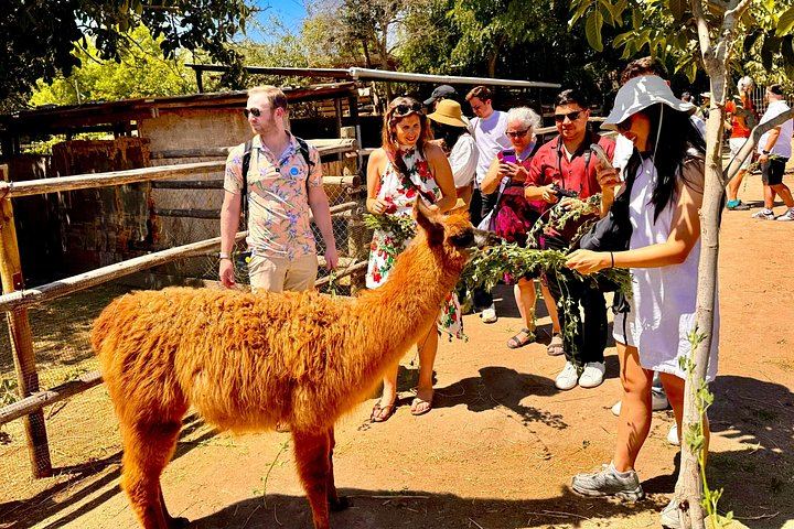 Small-Group Maipo Wine Tour: La Quirinca, Ballek, TerraMater and Undurraga Vineyards (1/12)