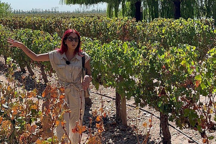 Private Maipú Day: Benegas, a Second Winery or Olive Farm, Lunch at El Enemigo (11/11)