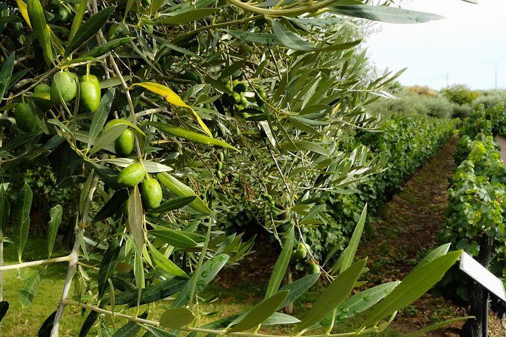 Private Maipú Day: Benegas, a Second Winery or Olive Farm, Lunch at El Enemigo (6/11)