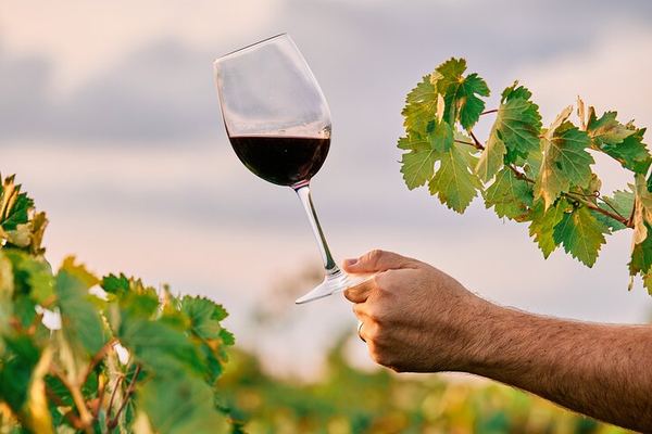 Maipú Small-Winery Day from Mendoza: Corbel, Esencia, El Cerno and Olive Grove