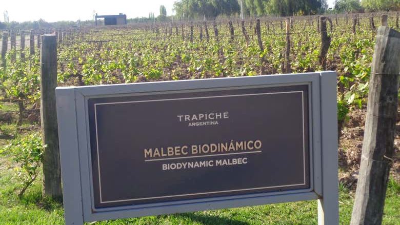 Private Maipú Wine Tours from Mendoza: Benegas, El Enemigo, Trapiche, Trivento (1/7)