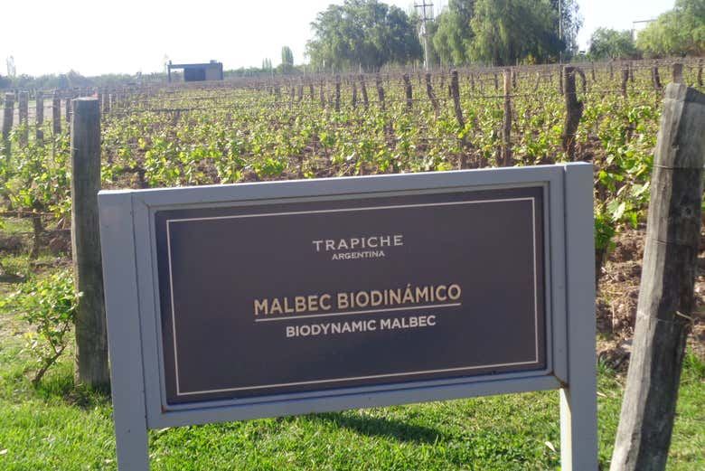 Private Maipú Wine Tours from Mendoza: Benegas, El Enemigo, Trapiche, Trivento (1/7)
