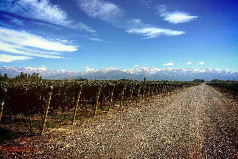 Private Maipú Wine Tours from Mendoza: Benegas, El Enemigo, Trapiche, Trivento (5/7)
