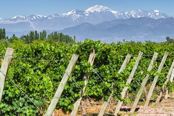 Private Maipú Wine Tours from Mendoza: Benegas, El Enemigo, Trapiche, Trivento