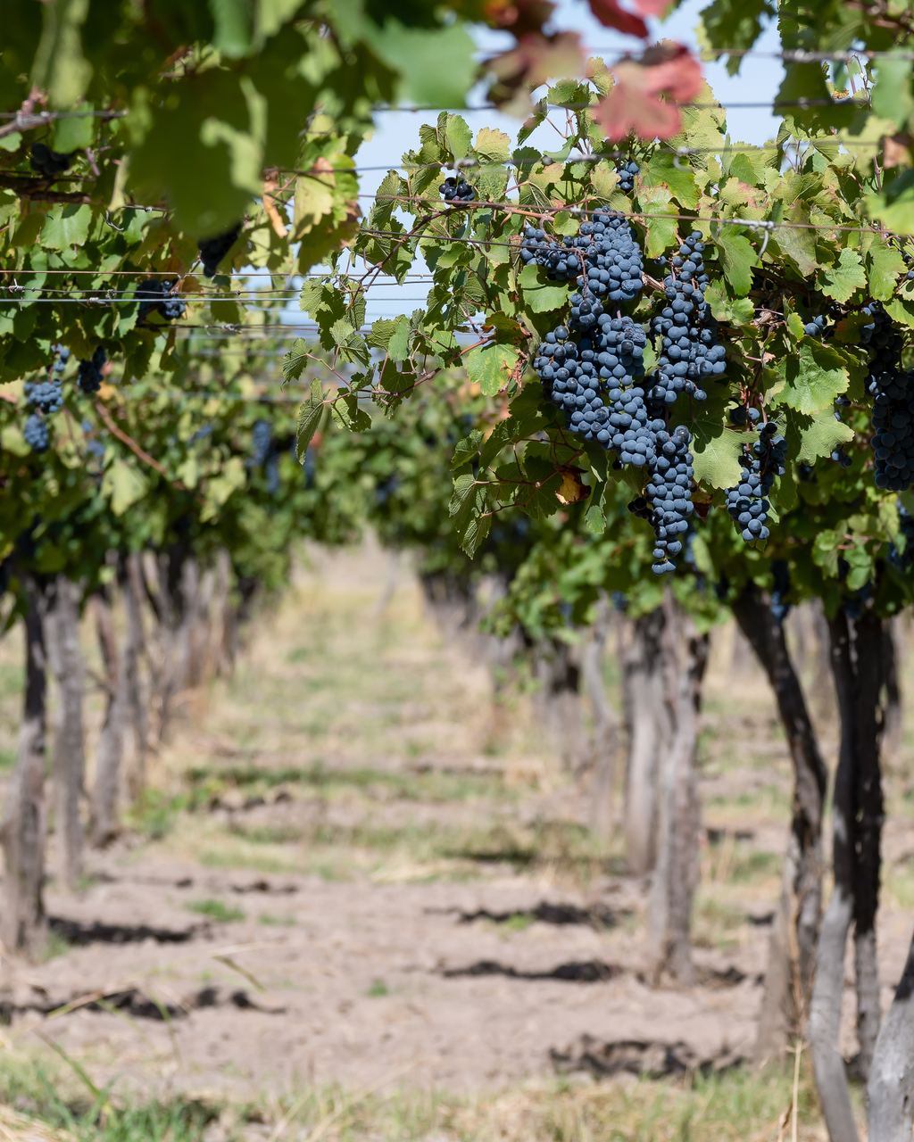 Bunches of dark Malbec grapes hanging in a Mendoza vineyard row
