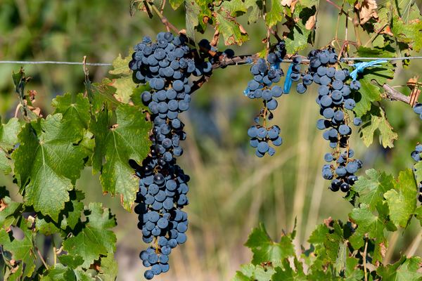 Luján de Cuyo & Maipú Wine Tours