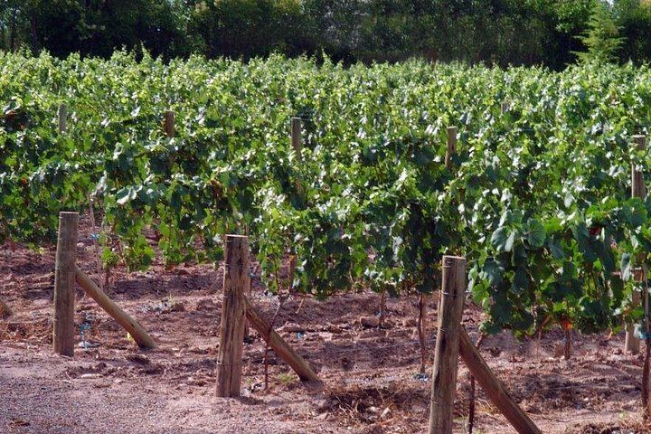 Malbec Experience at Bodega Tierras Altas, Luján de Cuyo: Vineyards and Barrel Tasting (5/5)