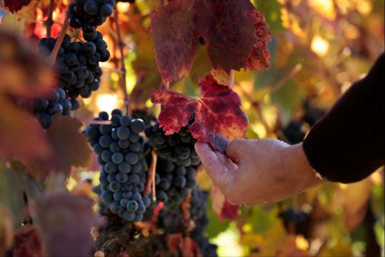 Bodegas Manzanos Haro Tour: Vertical Winery, 15th-Century Crypt and Five Wines (7/12)
