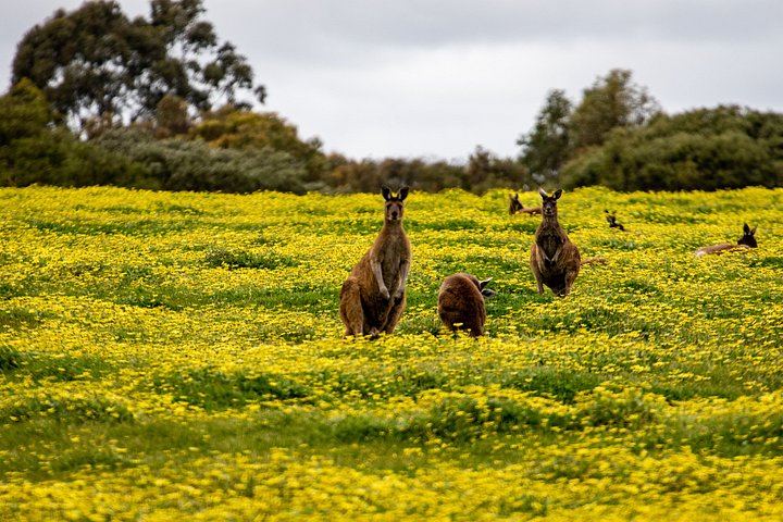 Margaret River Boutique and Established Winery Tour with À La Carte Lunch (7/12)