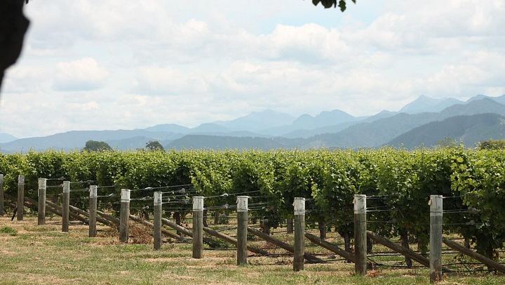 Marlborough Classic Wine Tasting Tour by 10-Seat Van, 3 or 4 Cellar Doors (3/11)