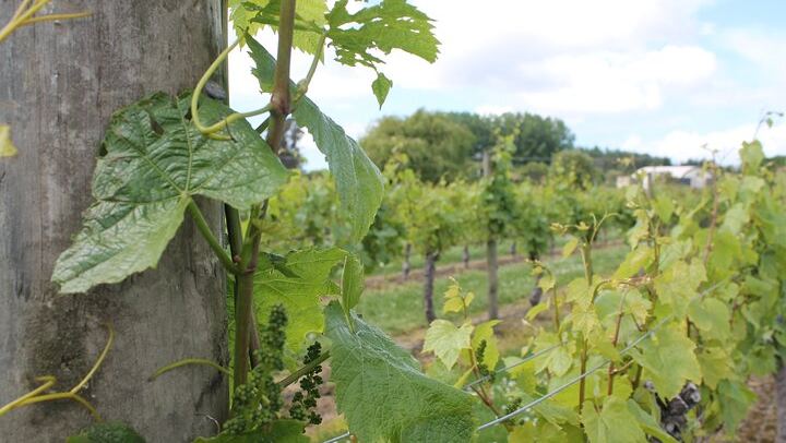 Marlborough Classic Wine Tasting Tour by 10-Seat Van, 3 or 4 Cellar Doors (1/11)