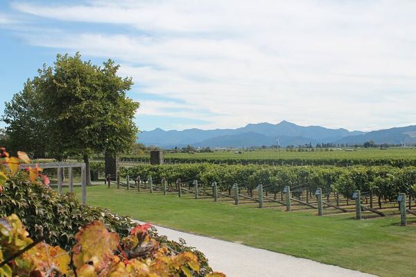Marlborough Classic Wine Tasting Tour by 10-Seat Van, 3 or 4 Cellar Doors