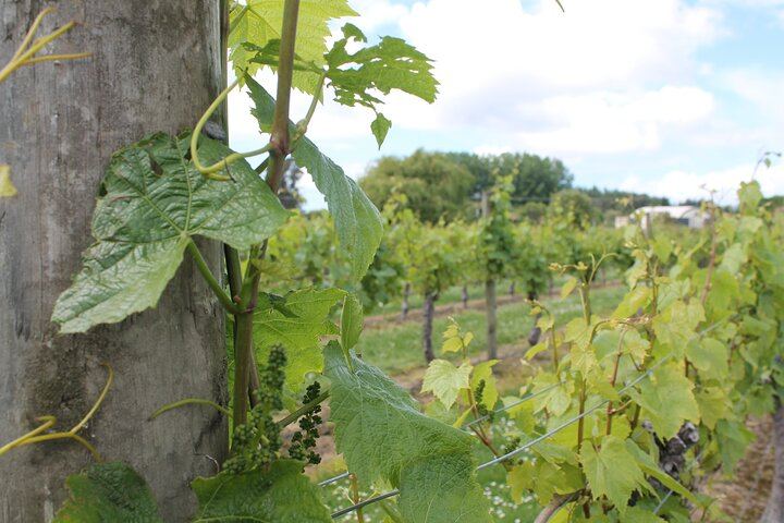 Marlborough Classic Wine Tasting Tour by 10-Seat Van, 3 or 4 Cellar Doors (1/11)