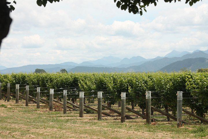 Marlborough Classic Wine Tasting Tour by 10-Seat Van, 3 or 4 Cellar Doors (3/11)