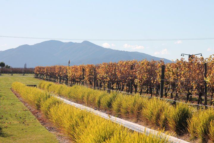 Marlborough Classic Wine Tasting Tour by 10-Seat Van, 3 or 4 Cellar Doors (11/11)