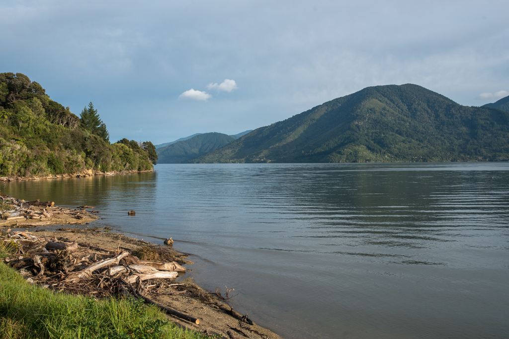 Calm water and forested hills in the Marlborough Sounds, New Zealand