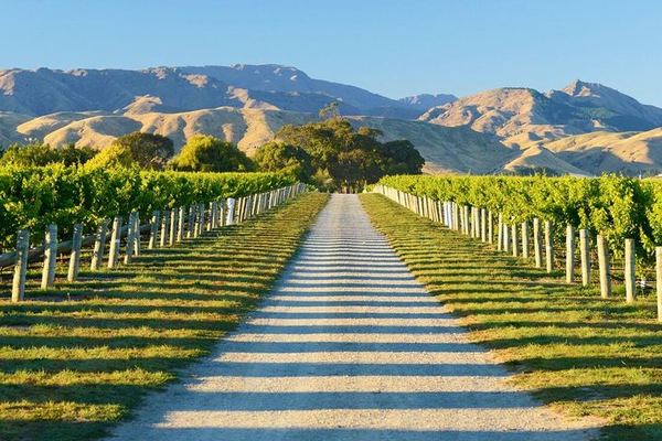 Full-Day Marlborough Wine Tasting Tour, Door to Door from Picton or Blenheim