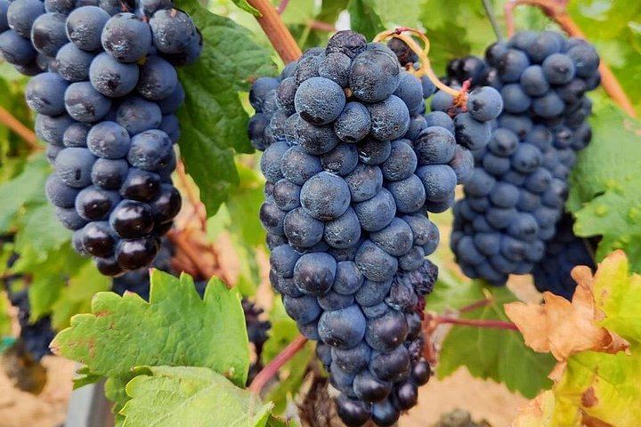 Riscal and Ysios Wine Day from San Sebastian: Full Winery Tour and Three-Course Lunch (6/12)