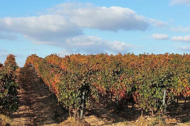 Private Rioja Wine Day from San Sebastian: Two to Three Wineries, Three-Course Lunch (6/12)