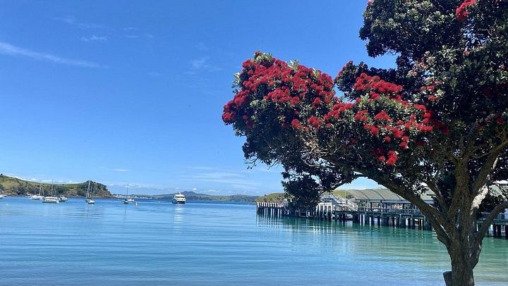 Waiheke Gourmet Food and Wine Tour with Ananda Tours: Oysters, Olive Oil, Whisky (1/12)