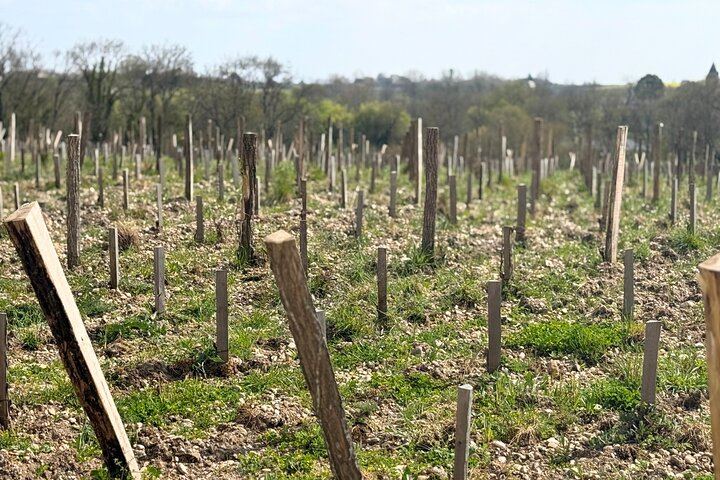 Médoc 1855 Half-Day Private Wine Tour: Grand Cru Classé Family Estate and Château Drive (5/6)