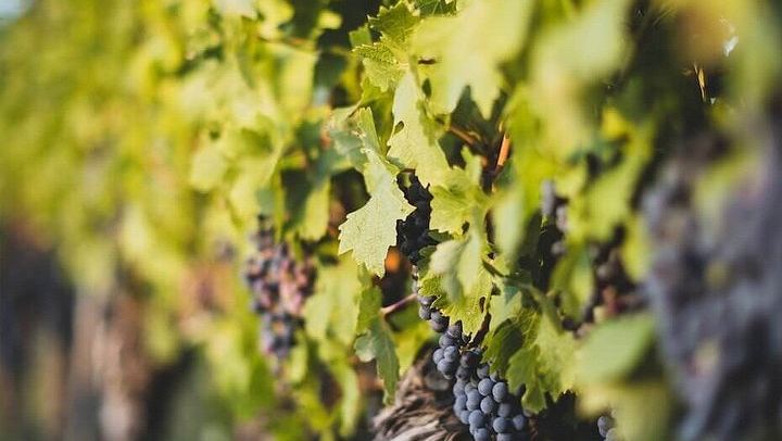 Afternoon Médoc Wine Tour from Bordeaux: Margaux Châteaux, Cheese Pairing, Max 8 Guests (4/11)