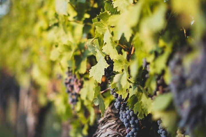 Afternoon Médoc Wine Tour from Bordeaux: Margaux Châteaux, Cheese Pairing, Max 8 Guests (4/11)