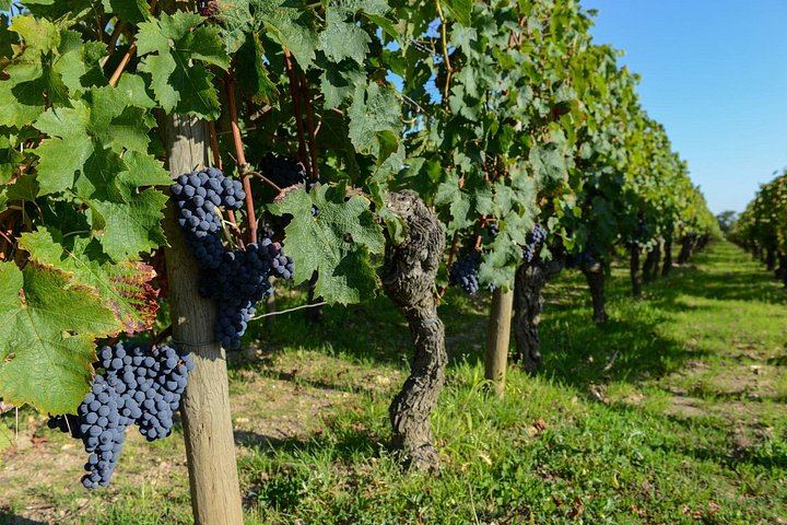 Full-Day Médoc Wine Tour from Bordeaux: Three Wineries, Classified Growths, 9:30am Start (8/10)