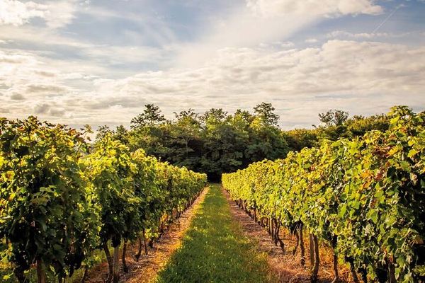 Half-Day Médoc Wine Tour from Bordeaux: Two Classified Growth Châteaux, Margaux and Palmer