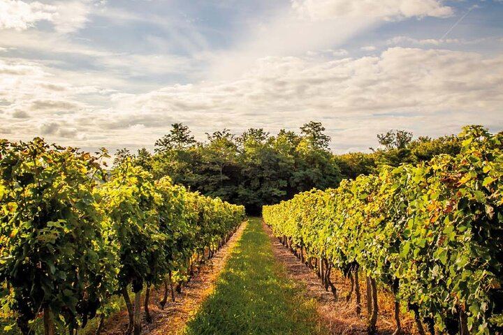 Private Half-Day Saint-Émilion Wine Tour from Bordeaux with English-Speaking Guide (9/10)
