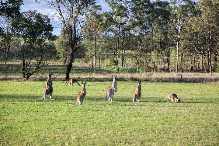 Private Full-Day Hunter Valley Wine Tour for Up to 4 Guests with Local Guide Clive (5/6)
