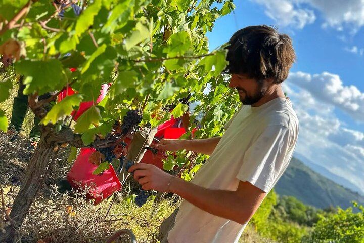 Small Group Chianti Classico Wine Day with a Certified Sommelier and Farm-to-Table Lunch (5/7)