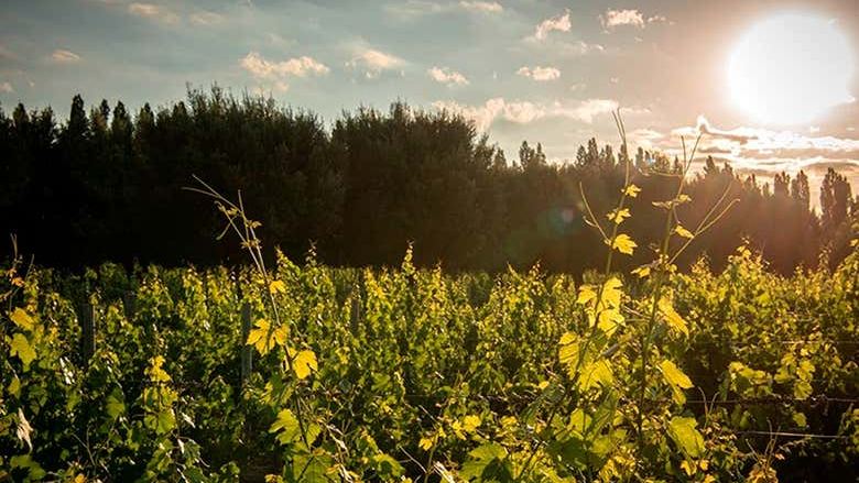 Private Luján de Cuyo Wine Tours: Norton, Vistalba, Séptima, Nieto Senetiner (2/7)