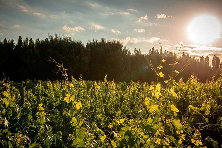 Private Luján de Cuyo Wine Tours: Norton, Vistalba, Séptima, Nieto Senetiner (2/7)