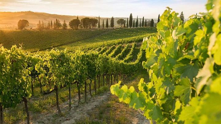 Brunello Wine Tasting with a Sommelier at Castello Tricerchi, Montalcino, 1.5 Hours (2/5)
