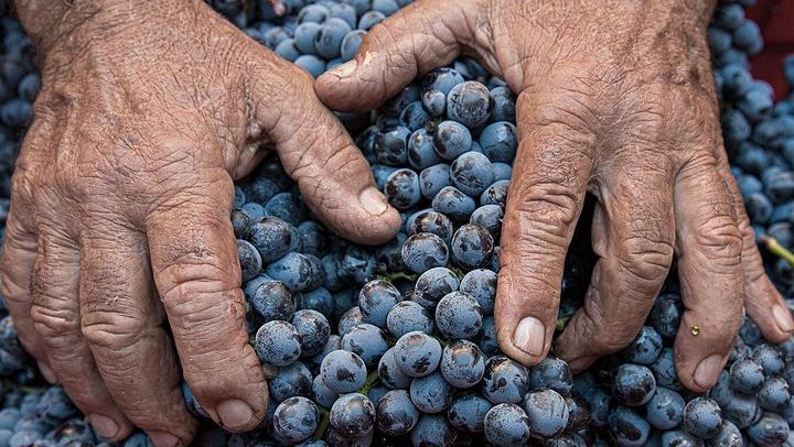 Brunello Wine Tasting with a Sommelier at Castello Tricerchi, Montalcino, 1.5 Hours (4/5)