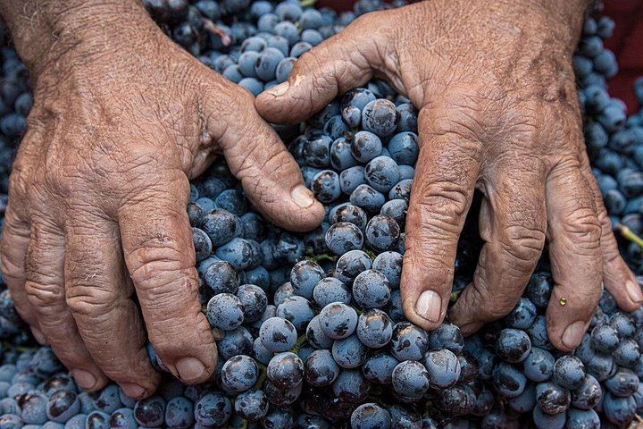 Brunello Wine Tasting with a Sommelier at Castello Tricerchi, Montalcino, 1.5 Hours (4/5)