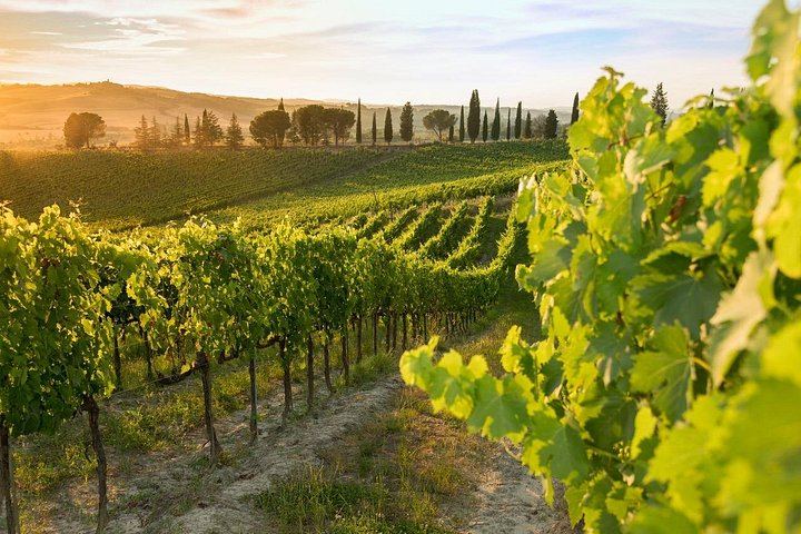 Brunello Wine Tasting with a Sommelier at Castello Tricerchi, Montalcino, 1.5 Hours (2/5)