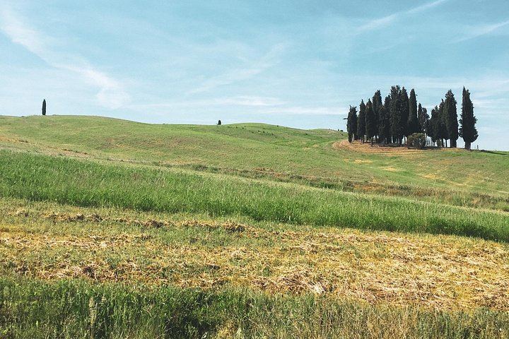 Montepulciano Guided Wine Tour: Three Vino Nobile Estates, Tastings, Lunch at the Second (6/9)