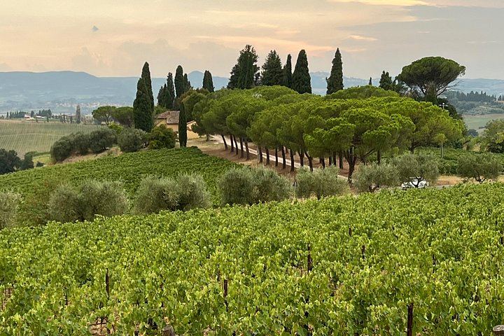 Montepulciano Guided Wine Tour: Three Vino Nobile Estates, Tastings, Lunch at the Second (8/9)