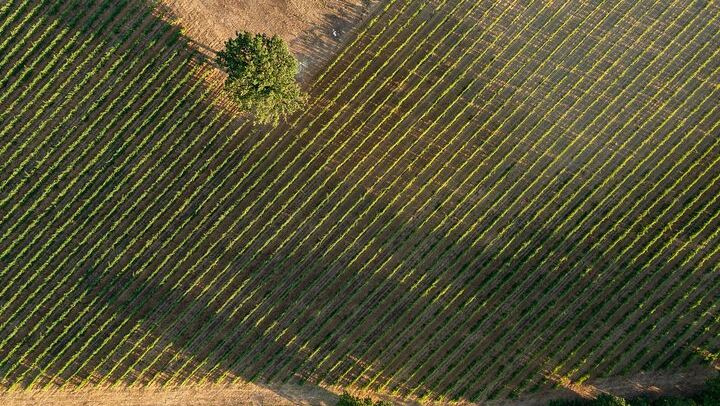 Montepulciano Winery Visit and Cellar Tour with Three Wines and a Tuscan Cold Cuts Board (4/12)
