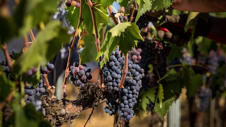 Fattoria Svetoni Winery Visit and 3-Wine Tasting with Olive Oil, Montepulciano Countryside (4/12)
