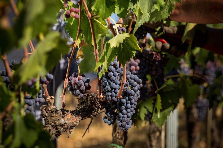 Montepulciano Winery Visit and Cellar Tour with Three Wines and a Tuscan Cold Cuts Board (12/12)