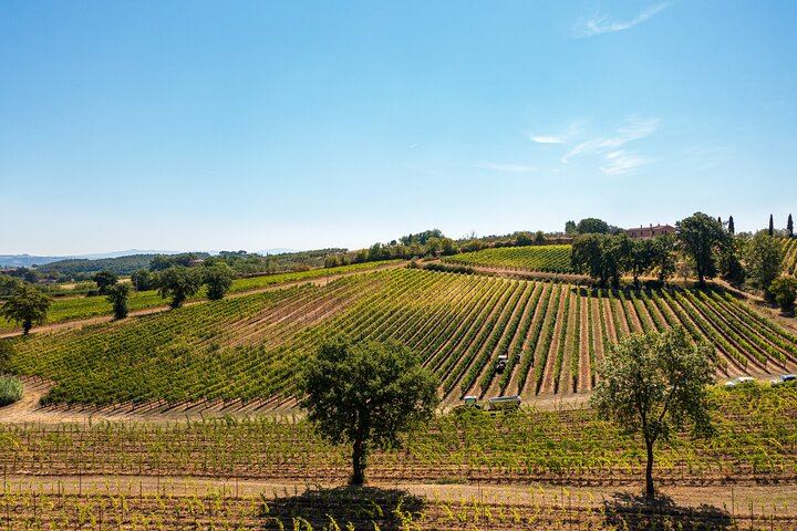 Fattoria Svetoni Winery Visit and 3-Wine Tasting with Olive Oil, Montepulciano Countryside (9/12)